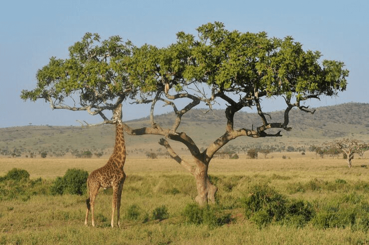 Kenya & Tanzania Group Adventure for Solo Travellers - Rock My Adventure