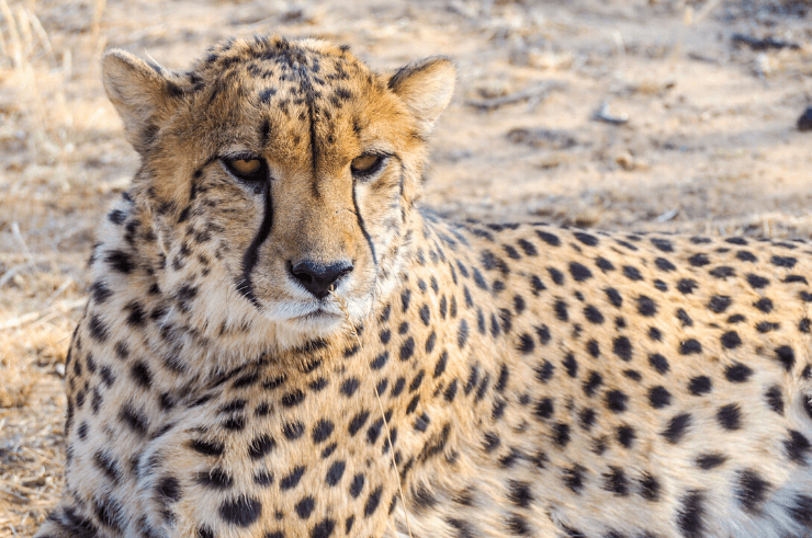 Etosha National Park, Namibia