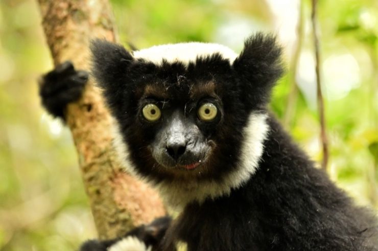 Indri Lemur Madagascar