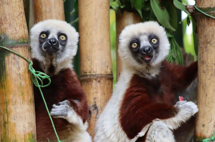 Lemurs' Park Madagascar