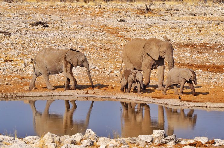 Etosha National Park Namibia