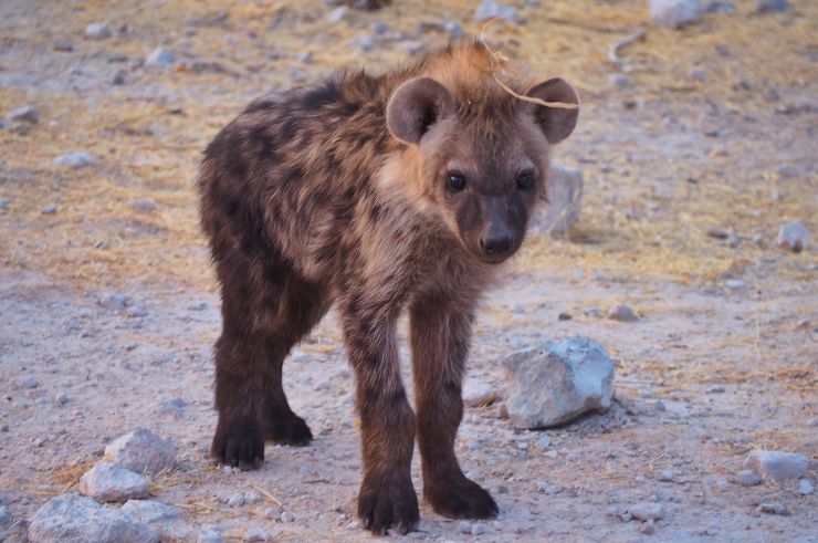 Baby hyena in Etosha