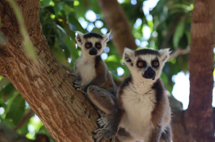 Ring-tailed lemur, Madagascar