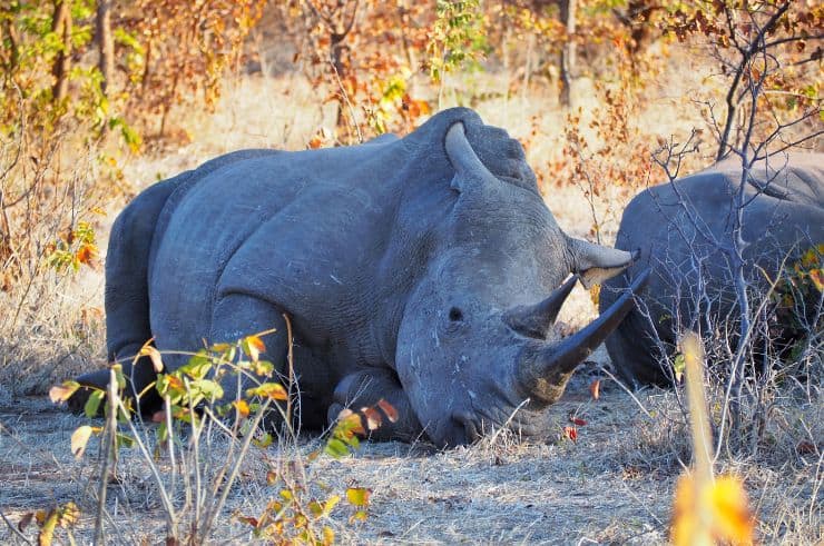 Rhino Walk Zambia